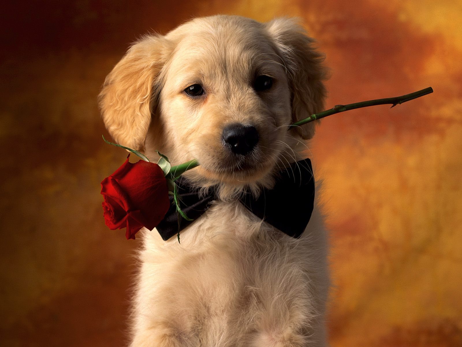 golden retriever and rose