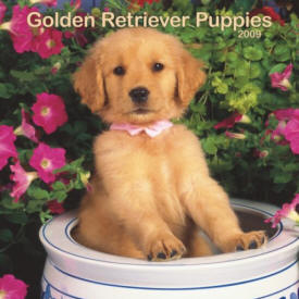 golden-retriever-puppies